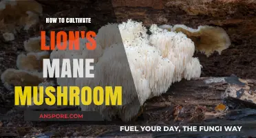 Cultivating Lion's Mane Mushroom: A Step-by-Step Growing Guide