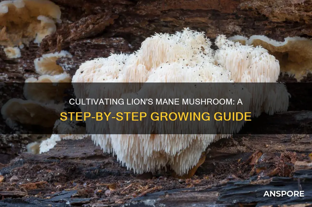 how to cultivate lion