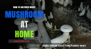 Cultivating Milky Mushrooms at Home: A Simple Step-by-Step Guide