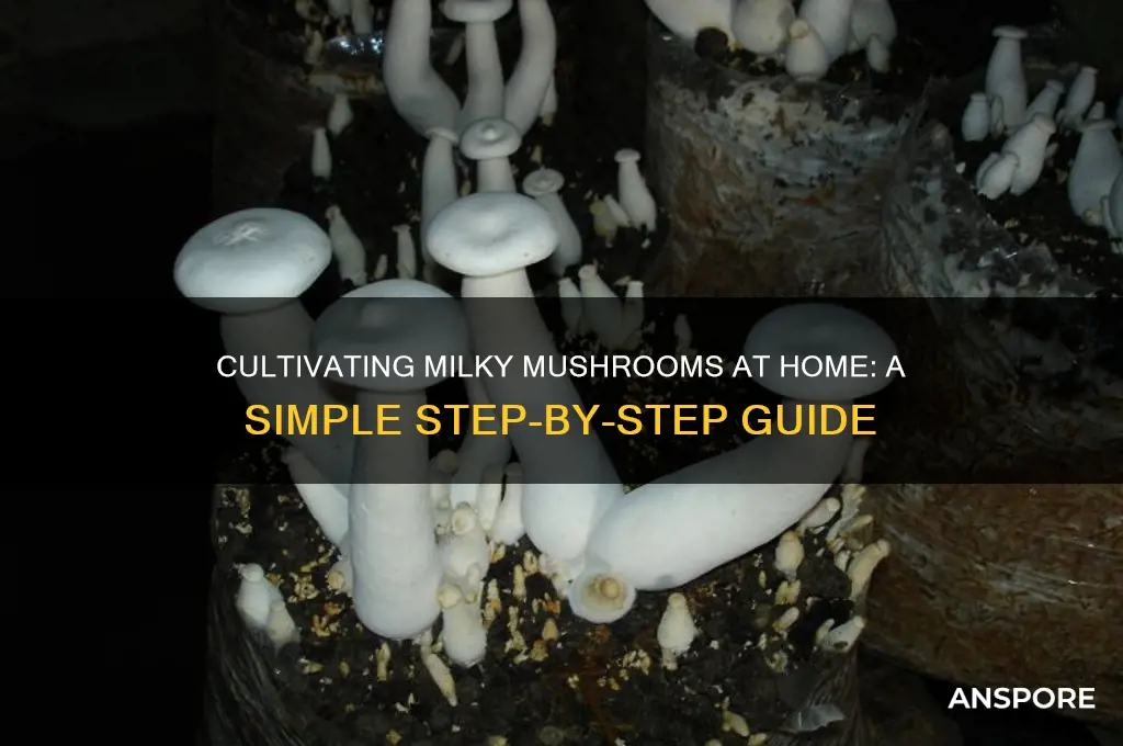 how to cultivate milky mushroom at home