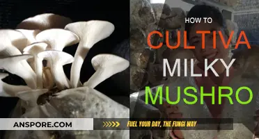 Cultivating Milky Mushrooms: A Step-by-Step Guide