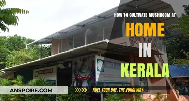 Cultivating Mushrooms at Home: A Beginner's Guide for Kerala Residents