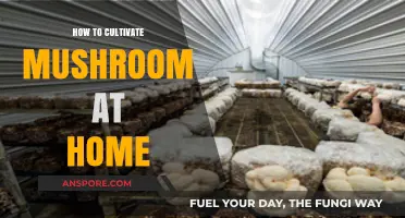 Master Home Mushroom Cultivation: Simple Steps for Fresh Fungi Harvests