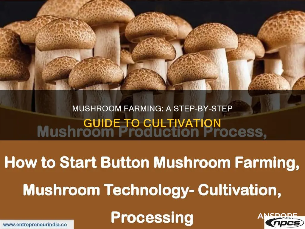 how to cultivate mushroom farming