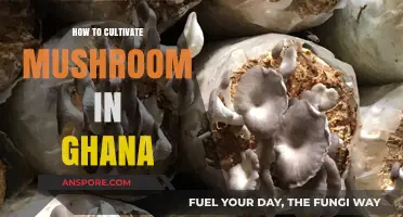 Cultivating Mushrooms in Ghana: A Step-by-Step Guide for Beginners