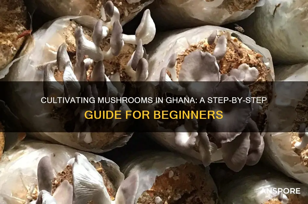 how to cultivate mushroom in ghana