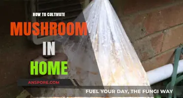 Easy Home Mushroom Cultivation: A Beginner's Guide to Growing Fungi