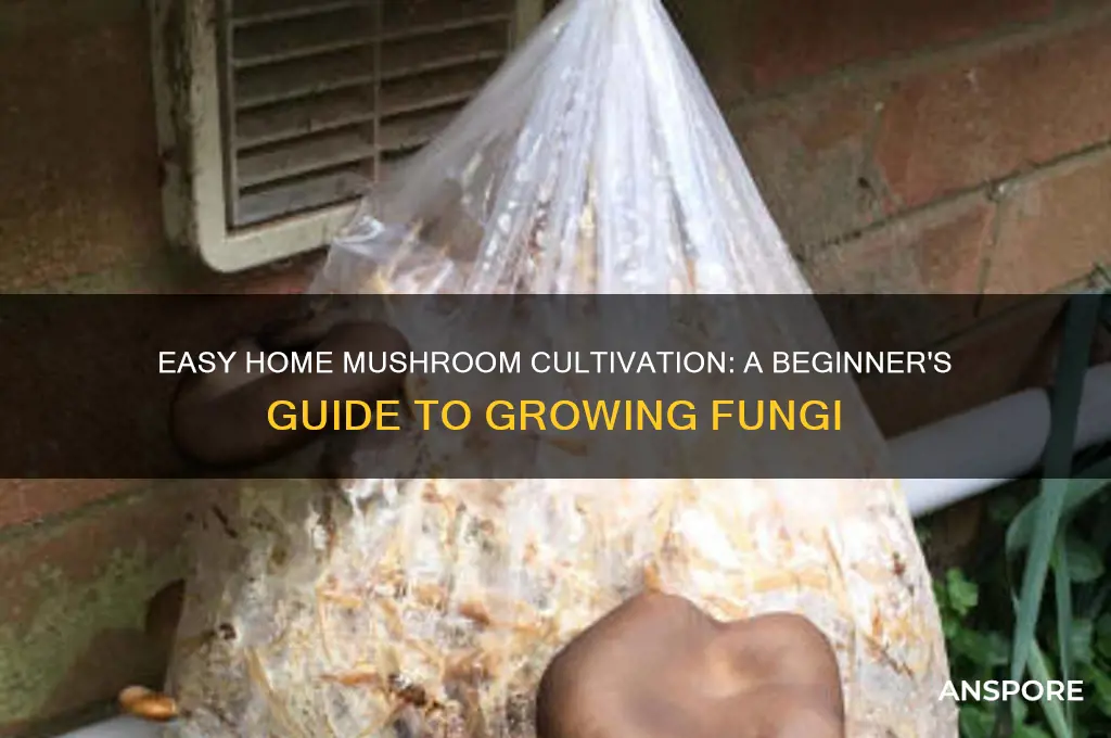 how to cultivate mushroom in home