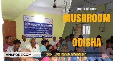 Cultivating Mushrooms in Odisha: A Step-by-Step Guide for Beginners