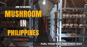 Cultivating Mushrooms in the Philippines: A Step-by-Step Guide