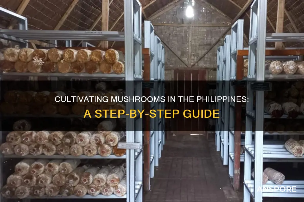 how to cultivate mushroom in philippines