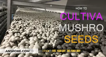 Mushroom Seeds: Cultivate Your Own Magic