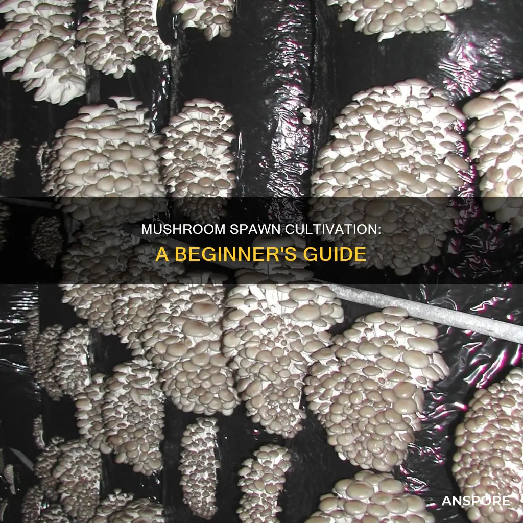 how to cultivate mushroom spawn