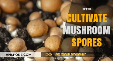 Cultivating Mushroom Spores: A Step-by-Step Guide