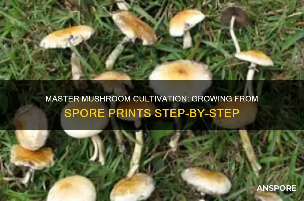 how to cultivate mushrooms from spore prints
