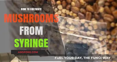 Master Mushroom Cultivation: Easy Syringe-to-Harvest Growing Guide