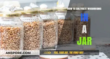 Master Mushroom Cultivation: Simple Steps for Growing in Jars
