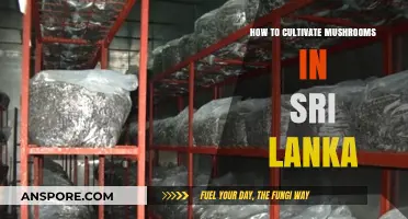 Cultivating Mushrooms in Sri Lanka: A Step-by-Step Guide to Success