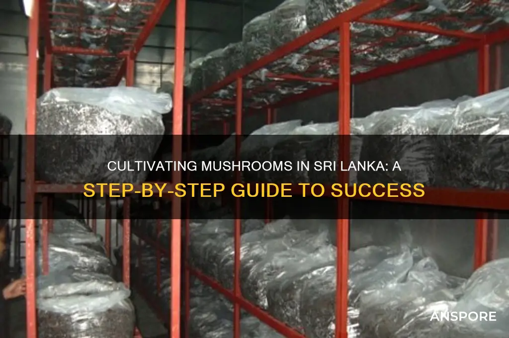 how to cultivate mushrooms in sri lanka