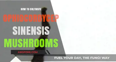 Mastering the Art of Growing Ophiocordyceps Sinensis Mushrooms