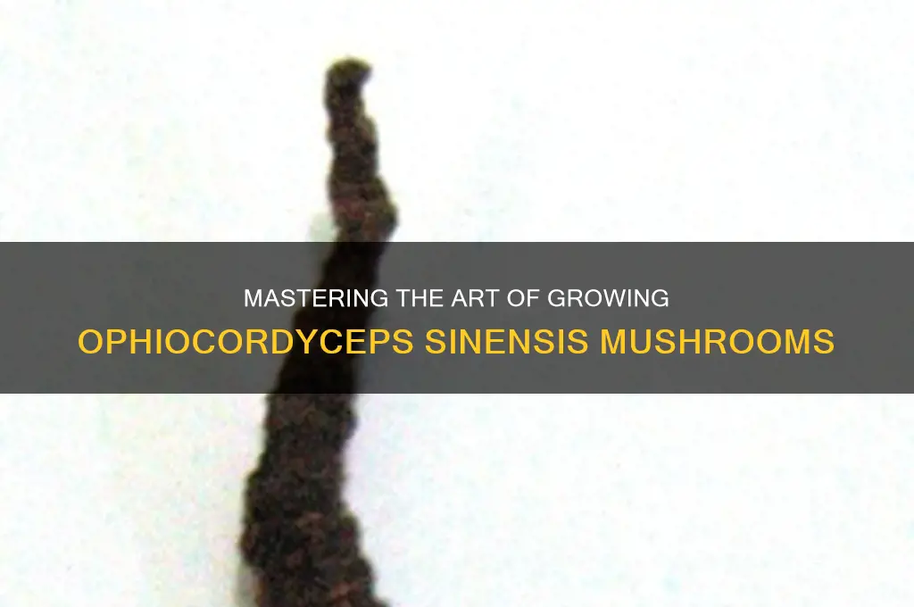 how to cultivate ophiocordyceps sinensis mushrooms