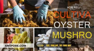 Grow Oyster Mushrooms: A Step-by-Step Guide