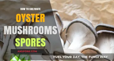 Cultivating Oyster Mushroom Spores: A Step-by-Step Guide for Beginners