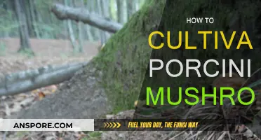 Grow Your Own Porcini Mushrooms: A Step-by-Step Guide
