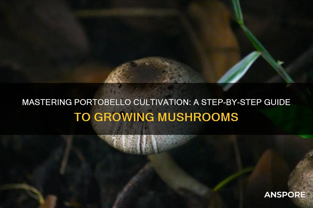 how to cultivate portobello mushrooms