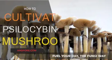 Cultivating Magic Mushrooms: A Step-by-Step Guide