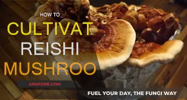 Grow Your Own Reishi Mushrooms: A Step-by-Step Guide