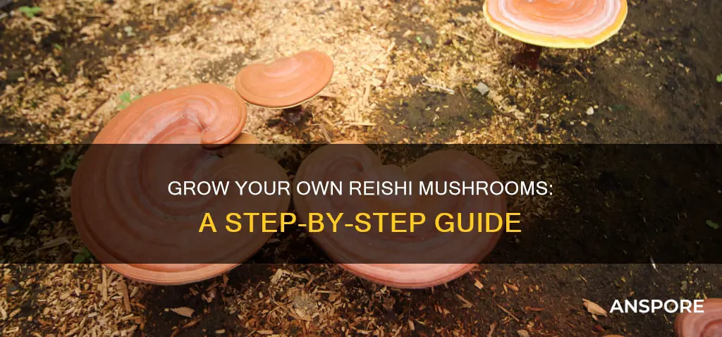 how to cultivate reishi mushroom