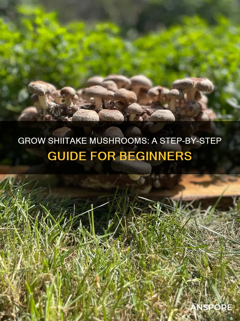 how to cultivate shiitake mushroom
