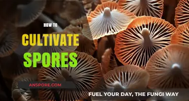 Mastering Mushroom Cultivation: A Step-by-Step Guide to Growing Spores