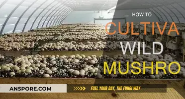Wild Mushroom Cultivation: A Beginner's Guide to Foraging