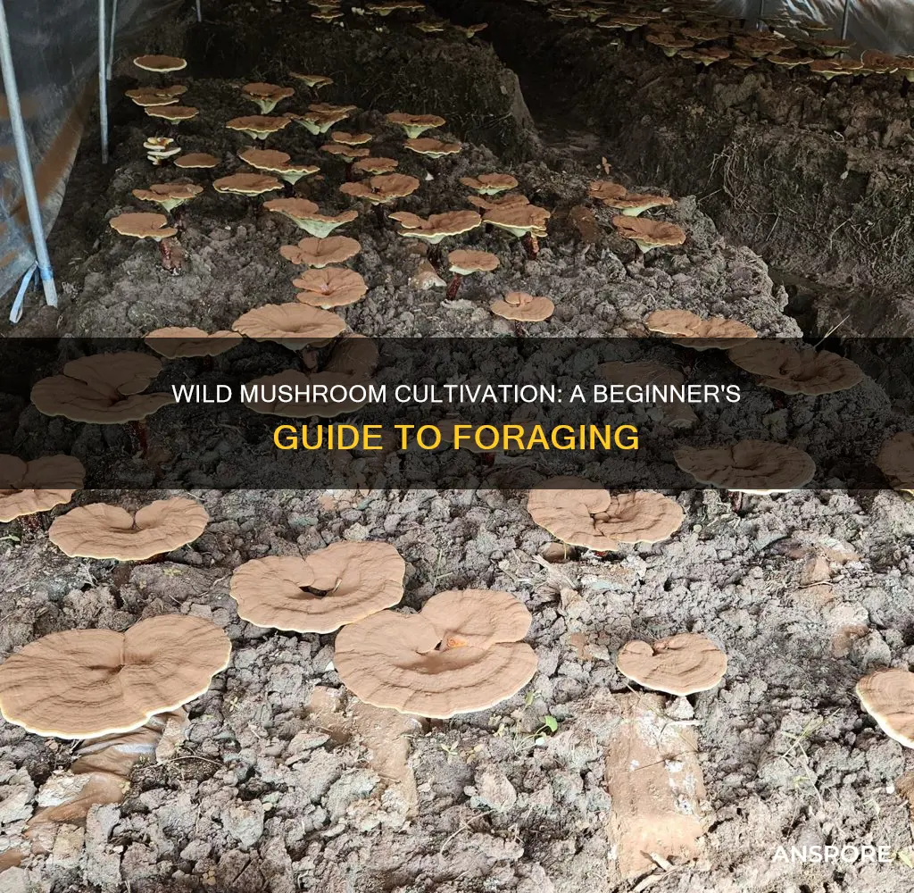 how to cultivate wild mushrooms