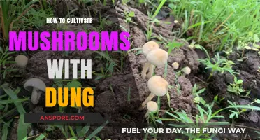 Cultivating Mushrooms with Dung: A Step-by-Step Guide to Success