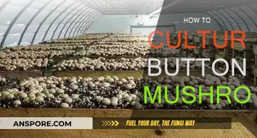 Grow Button Mushrooms: A Step-by-Step Guide