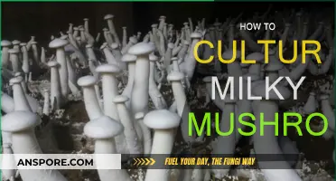 Cultivating Milky Mushrooms: A Comprehensive Guide
