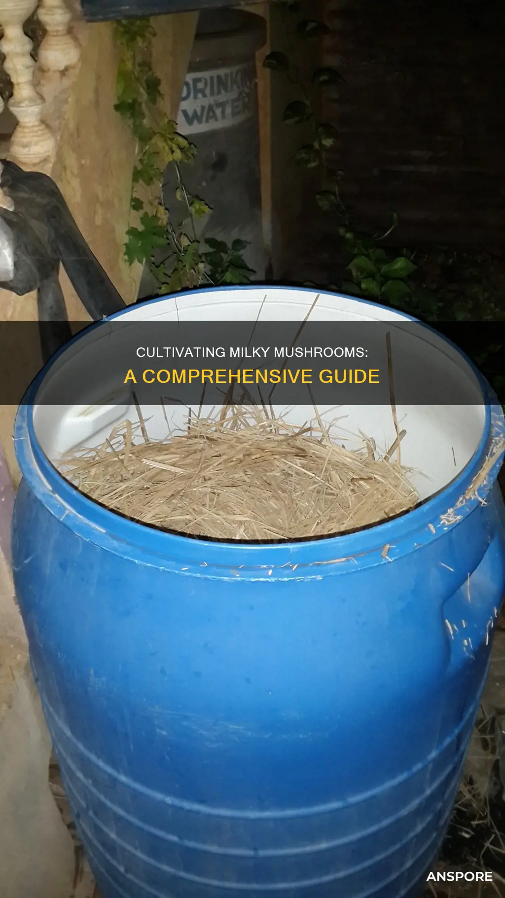 how to culture milky mushroom