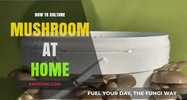 Mastering Mushroom Cultivation: A Beginner’s Guide to Growing Mushrooms at Home