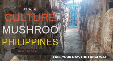 Cultivating Mushrooms in the Philippines: A Guide
