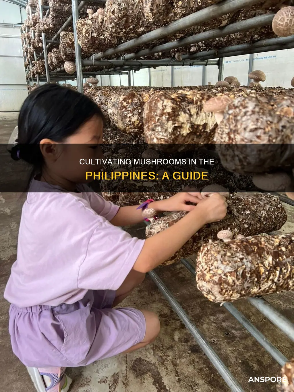 how to culture mushroom philippines