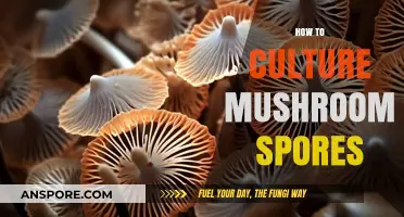 Mastering Mushroom Cultivation: A Step-by-Step Guide to Growing Spores