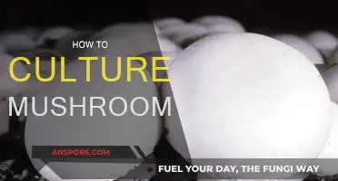 Mushroom Cultivation: A Beginner's Guide to Success