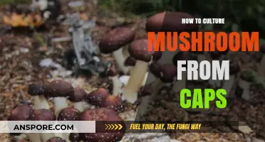 Cultivating Mushrooms from Caps: A Beginner's Guide to Home Growing