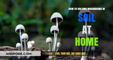 Cultivating Mushrooms at Home: A Soil-Based Growing Guide