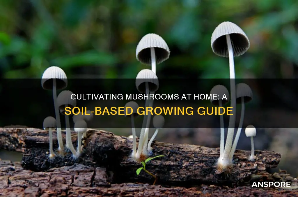 how to culture mushrooms in soil at home