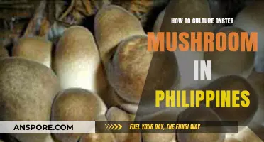 Cultivating Oyster Mushrooms in the Philippines: A Step-by-Step Guide
