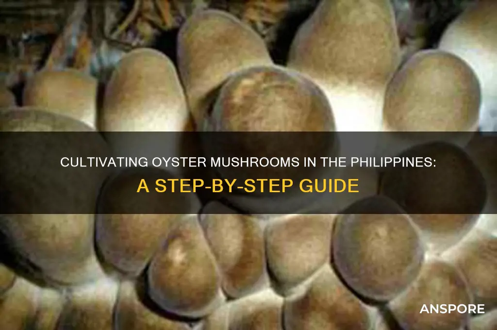 how to culture oyster mushroom in philippines